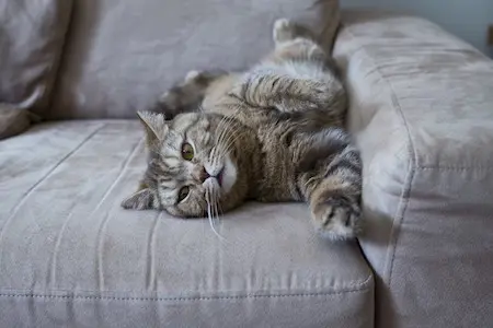 Sofabezüge müssen bei Katzenhaushalten äußerst strapazierfähig sein 