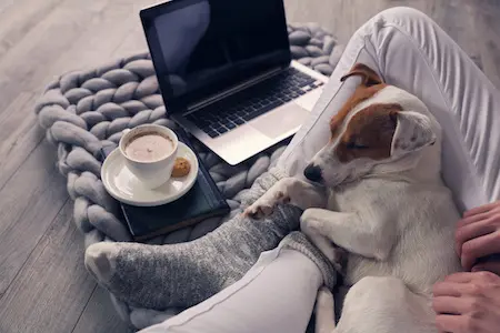 Hund mit Herrchen am Laptop