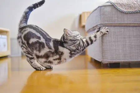 Katze versucht an Polstermöbel zu kratzen