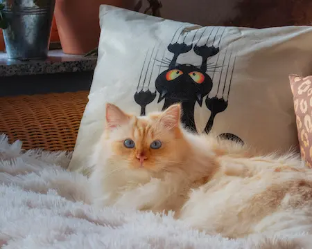 Katze auf Sofa mit Kissen