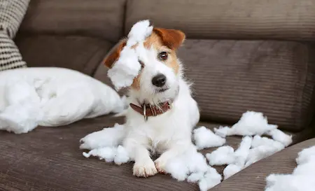 Hund hat ein Kissen auseinander genommenen schaut unschuldig